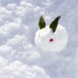 福島デリヘル福島　福島美女図鑑　１月２２日（月）積雪量