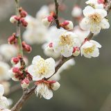 福島デリヘル福島　福島美女図鑑　３月１５日（木）春の訪れ