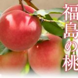 福島デリヘル福島　福島美女図鑑　４月１１日（水）福島の桃