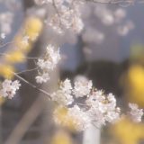 東北福島デリヘル風俗　福島美女図鑑　３月２８日（木）雷のち晴れ