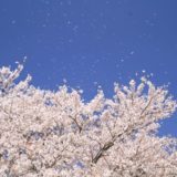 東北福島デリヘル風俗　福島美女図鑑　４月１５日（月）頭頂部