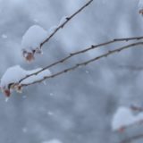 東北福島デリヘル風俗　福島美女図鑑　３月２９日（日）雪と桜