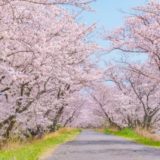 東北福島デリヘル風俗　福島美女図鑑　４月１１日（月）いろんなお花見