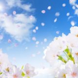 東北福島デリヘル風俗　福島美女図鑑　４月１３日（水）桜吹雪