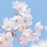 東北福島デリヘル風俗　福島美女図鑑　３月３０日（木）お花見日和