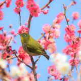 東北福島デリヘル風俗　福島美女図鑑　２月２１日（土）春うらら